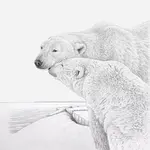 Polar Bears, Mother and Adult Cub 