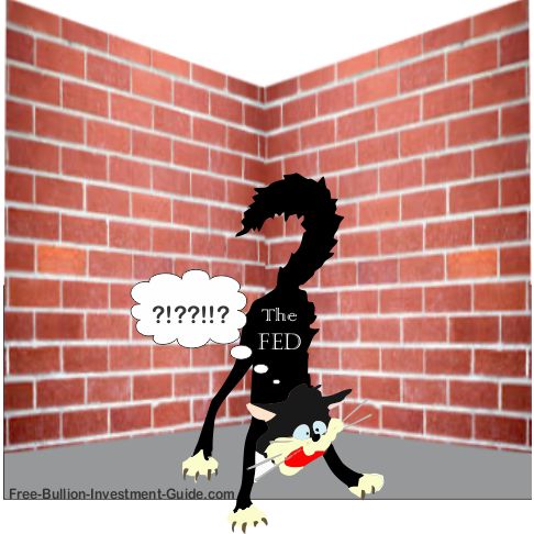 scared cat in corner the fed