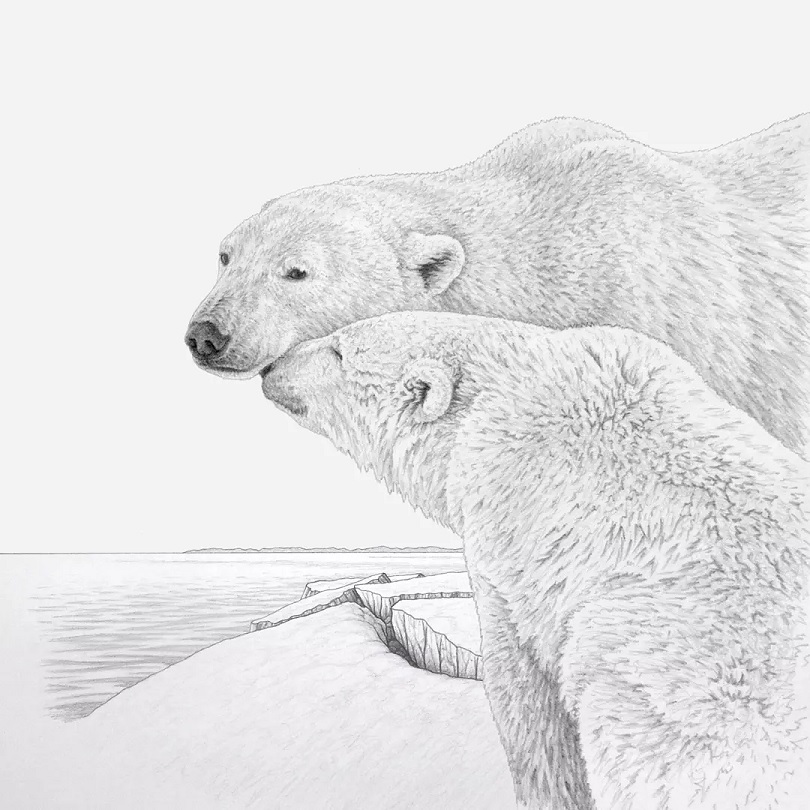 Polar Bears, Mother and Adult Cub