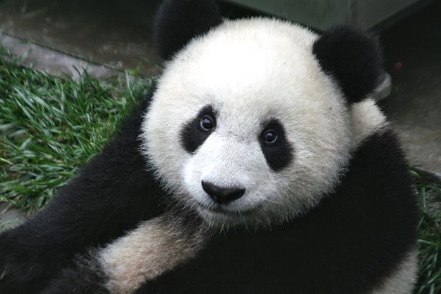 Giant Panda Bear