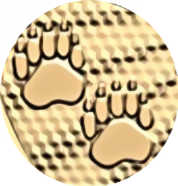 Paw Prints on the 1/10oz Gold Majestic Polar Bear Premium Bullion Coin - reverse side