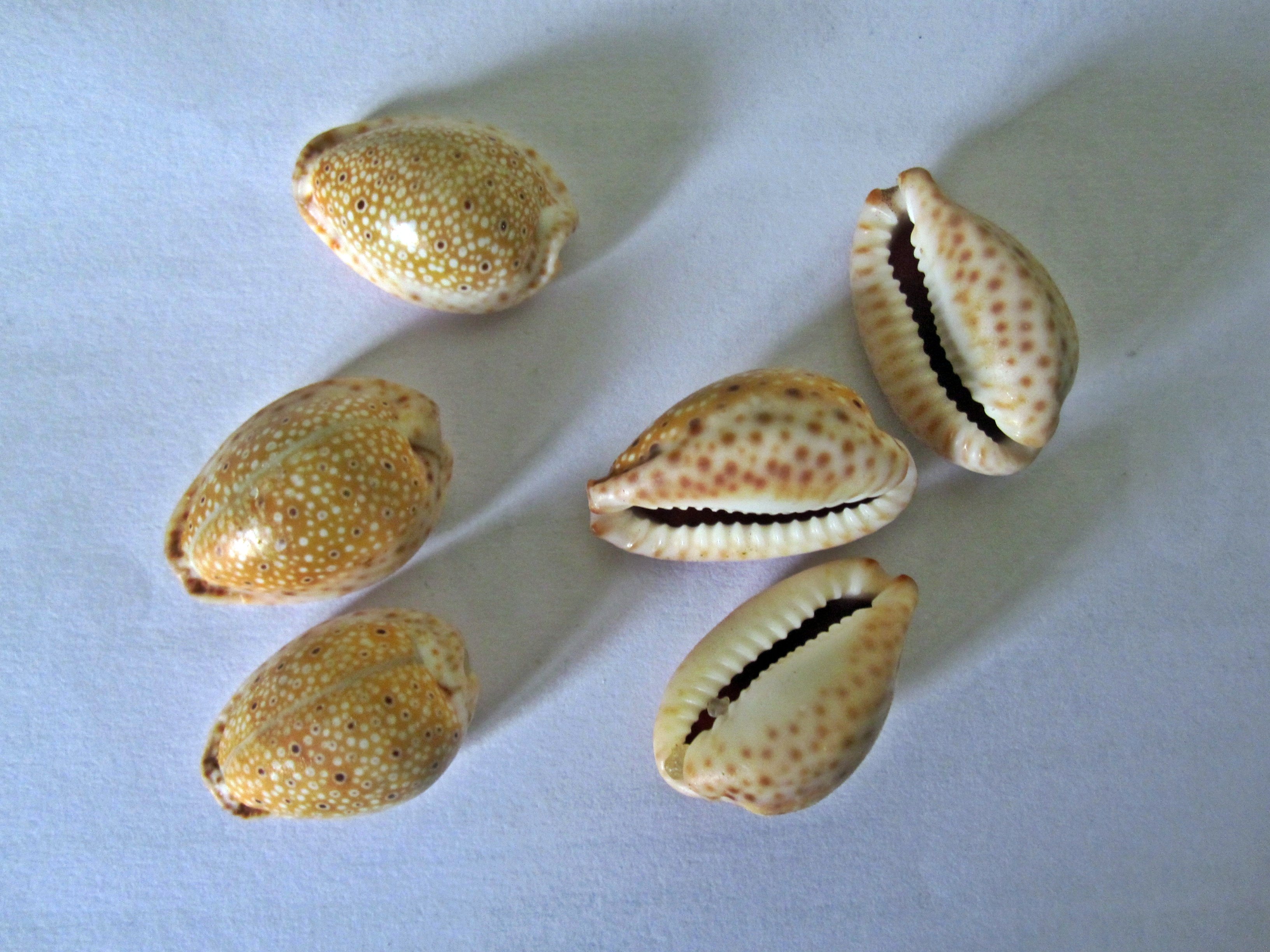 Cowrie Shells - Early Chinese Currency