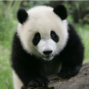 Real Panda Bear